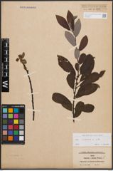 Foto von Salix cinerea L.